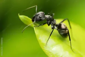 Suivi après traitement contre les fourmis