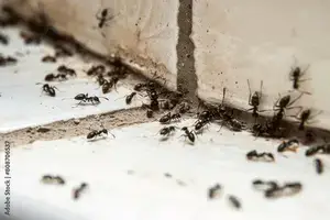 Inspection et diagnostic des fourmis
