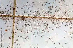 Traitement curatif anti-fourmis