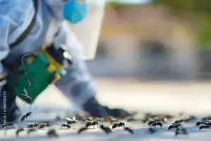 Prévention contre les fourmis