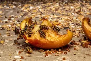 Évaluation minutieuse des nids de guêpes et frelons