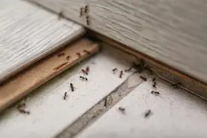 Image d'une fourmis