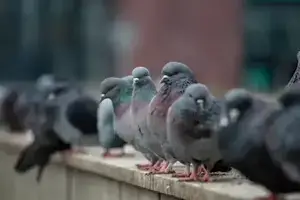 Image d'un pigeon