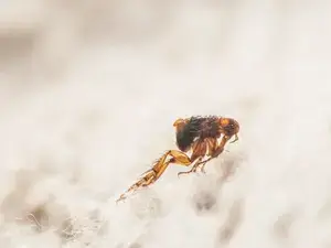 Image d'une puce