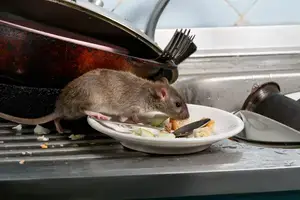 Image d'un rat
