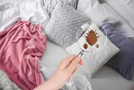 Nettoyage après infestation