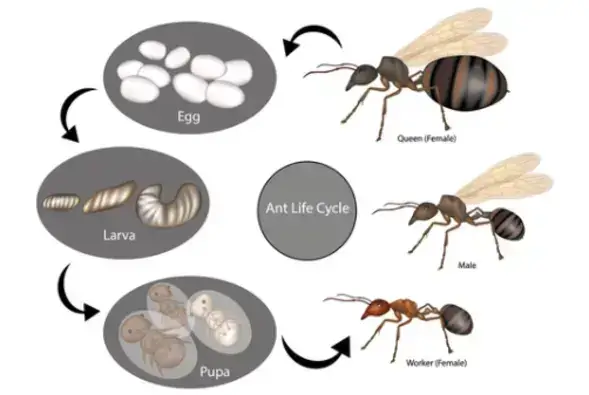 Image lutte contre les fourmis