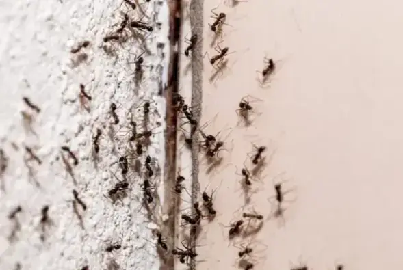Prévention des infestations de fourmis