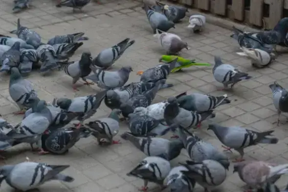 Solutions de dépigeonnage